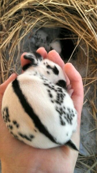Bunnies (@bunnies) on Twitter photo 