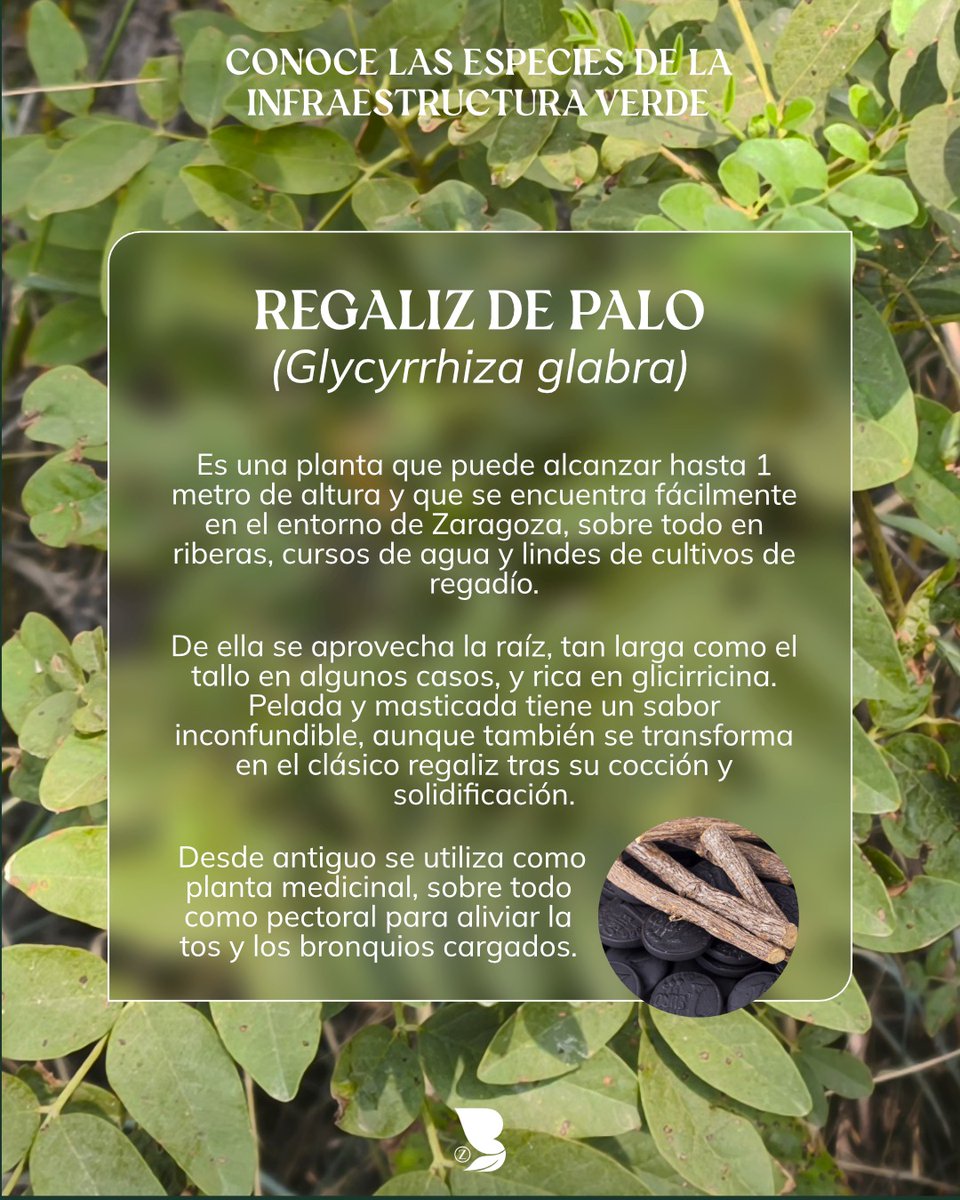 🌿 El regaliz de palo está más cerca de lo que imaginas: crece junto a riberas y cultivos en el entorno de Zaragoza.