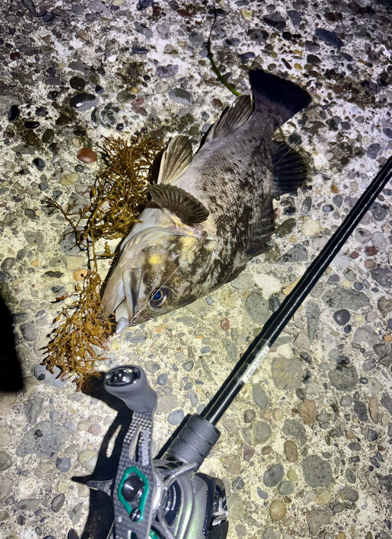 チョイ投げ ZX太刀魚 | 株式会社ベイシックジャパン