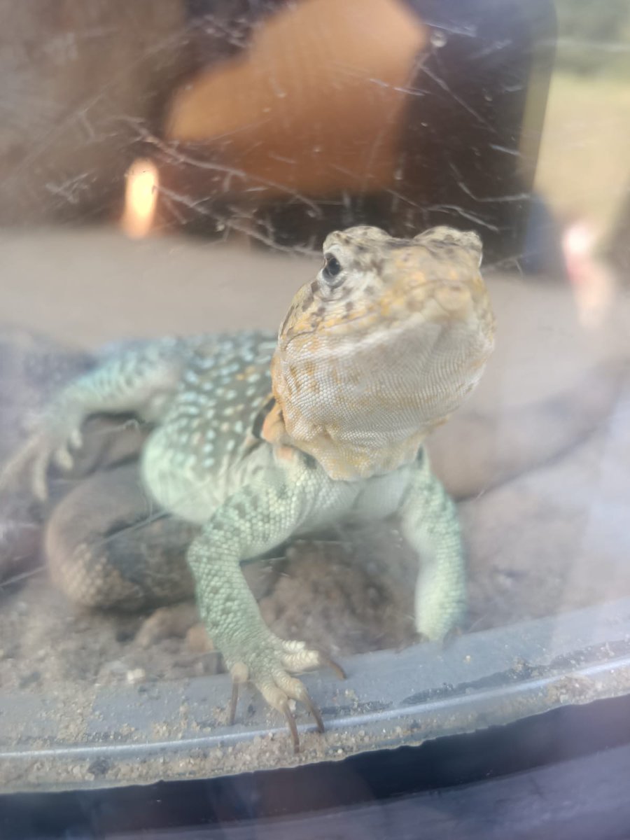 Anthony_Dudgeon's tweet photo. More cool critters! https://t.co/f4sWYuZa0f