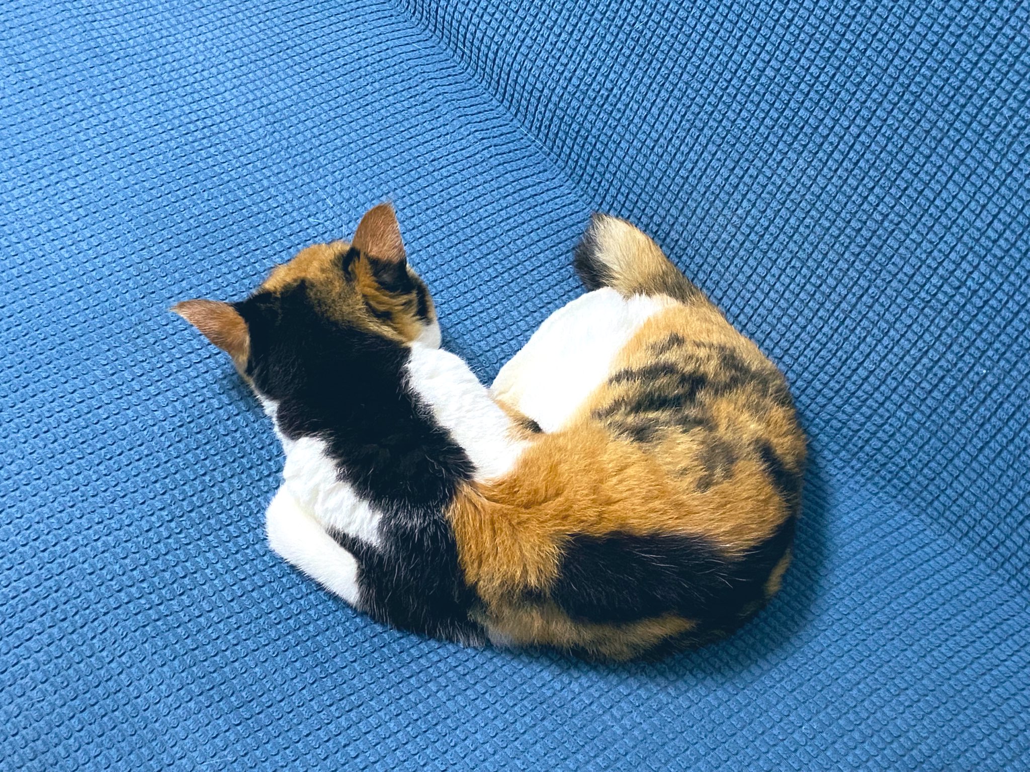 ♡三毛猫♡さん専用 おねだり三毛猫｜WooBia公式オンラインショップ – WooBia