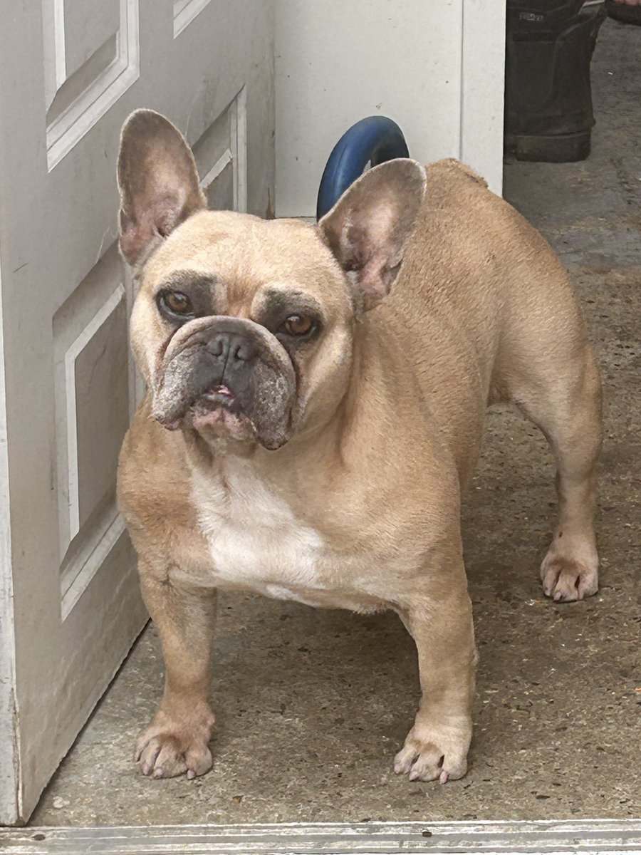 It’s my #birthdaymonth I dont think I’m looking too bad for nearly 49years of age in dog years!!! I’ll be 7 soon 🥳💖 #septemberborn #cutie #cocopops #nearly7 #thursdayvibes