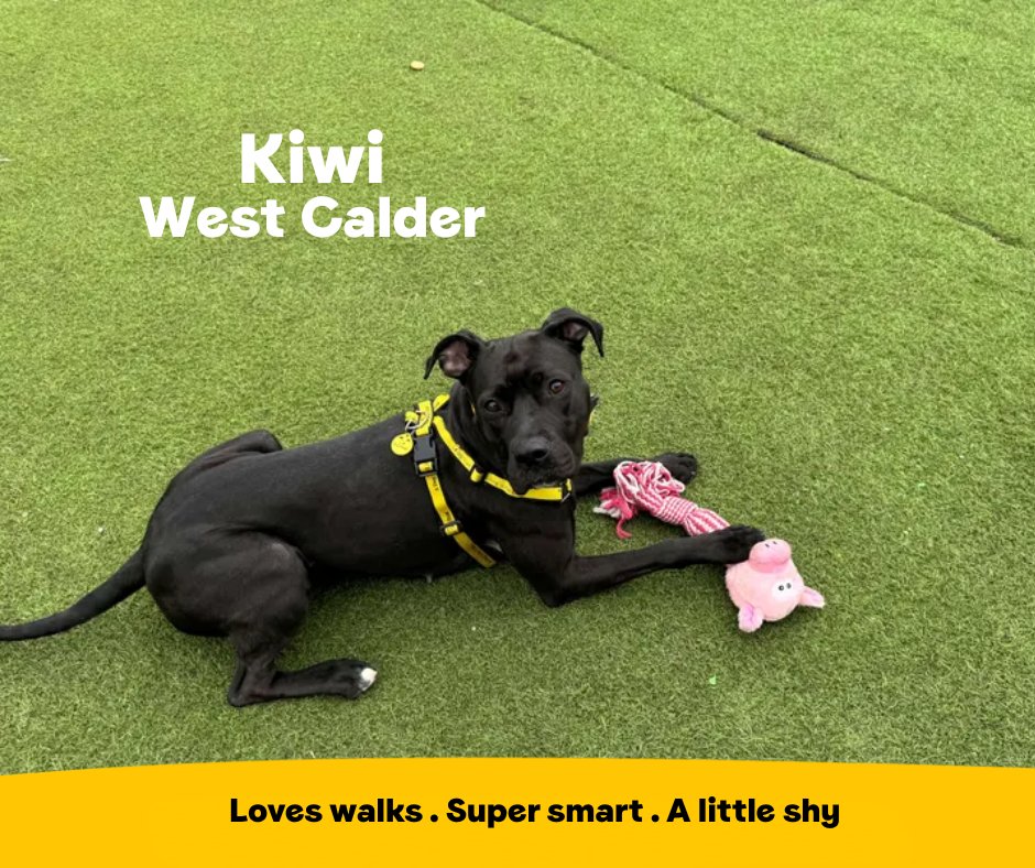 DogsTrust's tweet photo. Kiwi is a lovely natured girlie who enjoys adventures and is a real snuggle bug. This super bright pooch is full of beans and loves her puzzle toys as they give her lots of mental enrichment!💛
@DT_WestCalder📍 https://t.co/nxYR1rpF2t https://t.co/qFbsmYd4oP