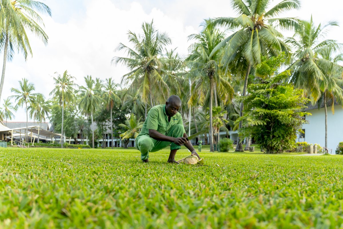 VoyagerBeach_Ke's tweet photo. From tree to your hands, our coconuts bring you authentic tropical refreshment. Sliced with a smile, served with love π #VoyagerBeachResortπ₯₯β¨ #ExploreVBR https://t.co/pvaYOq8aX3