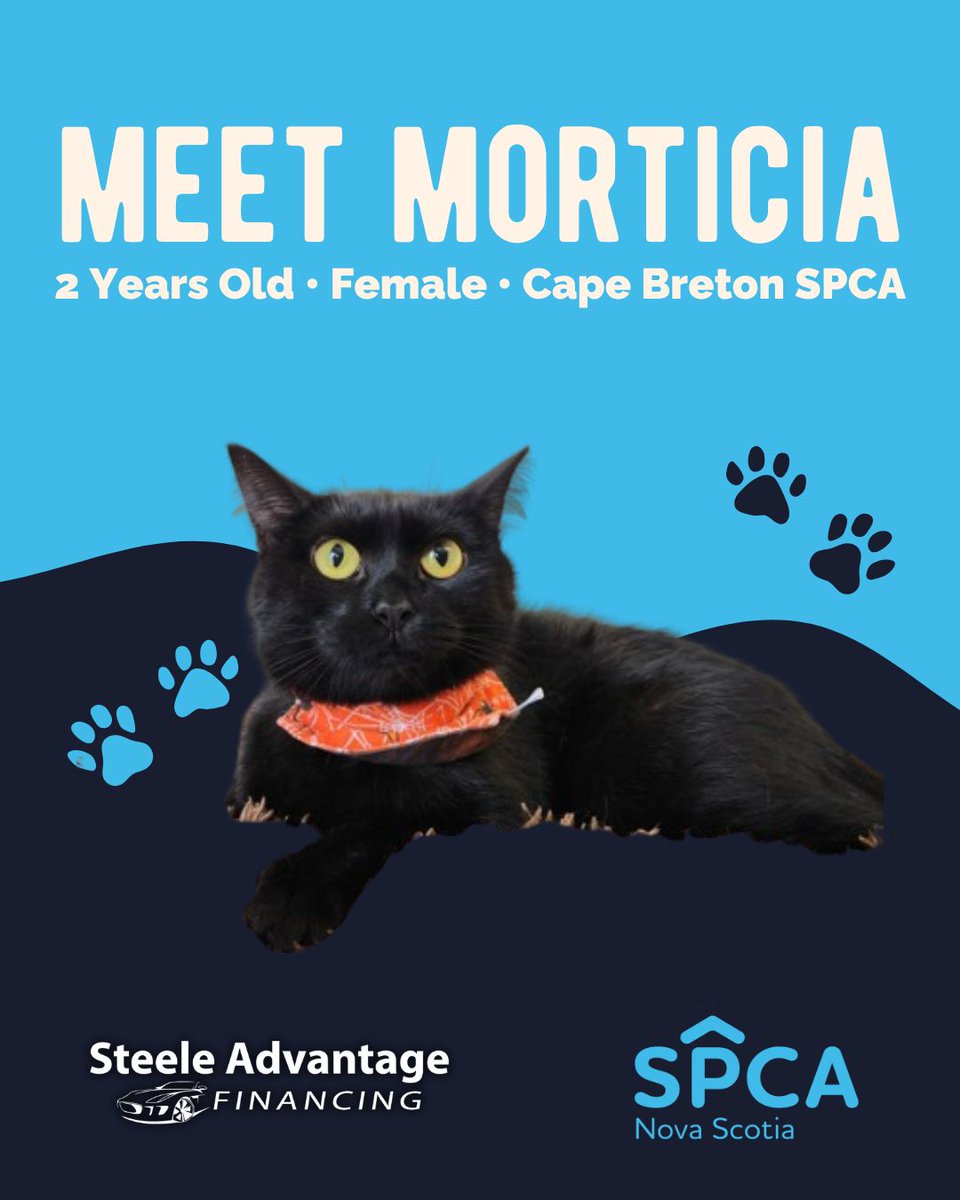 It's Tail-Wagging Thursday: Find Your Paw-fect Match at the SPCA🐾

Meet Morticia!🖤 A gentle soul looking for a quiet home to feel safe and loved.💛 
Adopt 👉 novascotiaspca.ca/how-you-can-he…

<a href="/CapeBretonSPCA/">Cape Breton SPCA</a> #SteeleAdvantageFinancing #SteeleAutoGroup #WhySteeleAuto #TailWaggingThursday