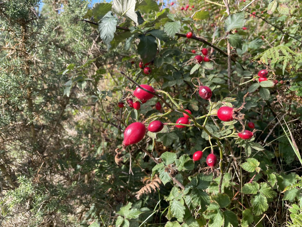 MLProduce's tweet photo. Autumn on the farm seems quite early this year but the colours are gorgeous #Autumn #coloursofnature #berries #birdfood #farming #isleofman https://t.co/veJU9QQfTV