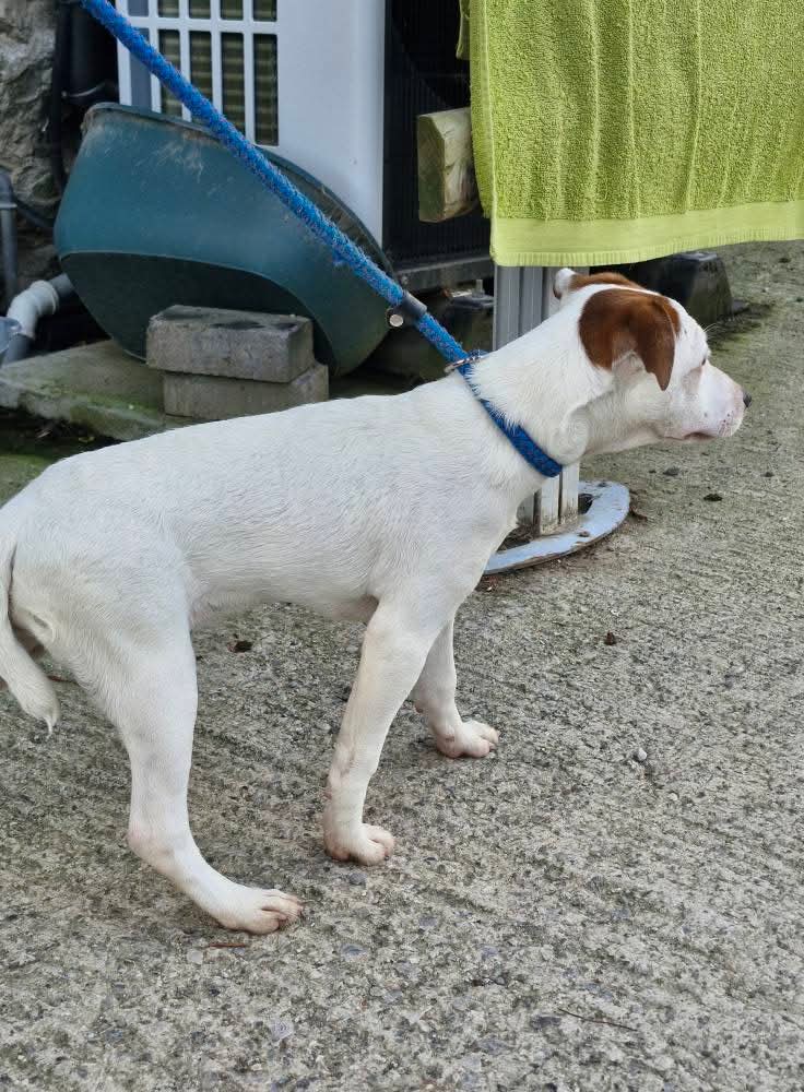 Missing Pets GB tweet media