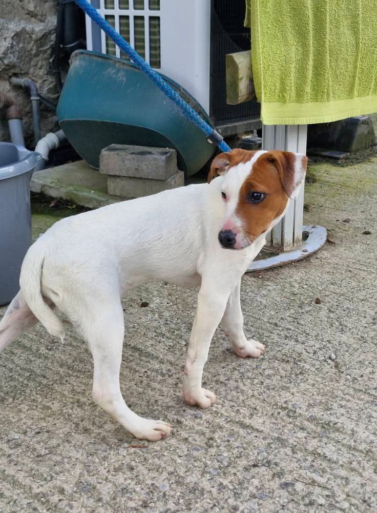 Missing Pets GB tweet media