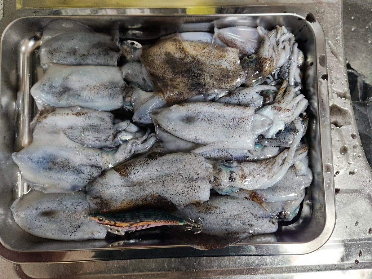 caster99426339's tweet photo. 台風前に滑り込み小浜湾エギング

潮が高くてテトラ歩けなかったわりには数釣り出来たのでよかった。
ただ湾内やからか全体的にちょっとちっさい。
今日は赤テープがよく釣れ、引ったくるアタリはほぼ無く糸がふけるアタリが多かった。 https://t.co/rpVgThJVty