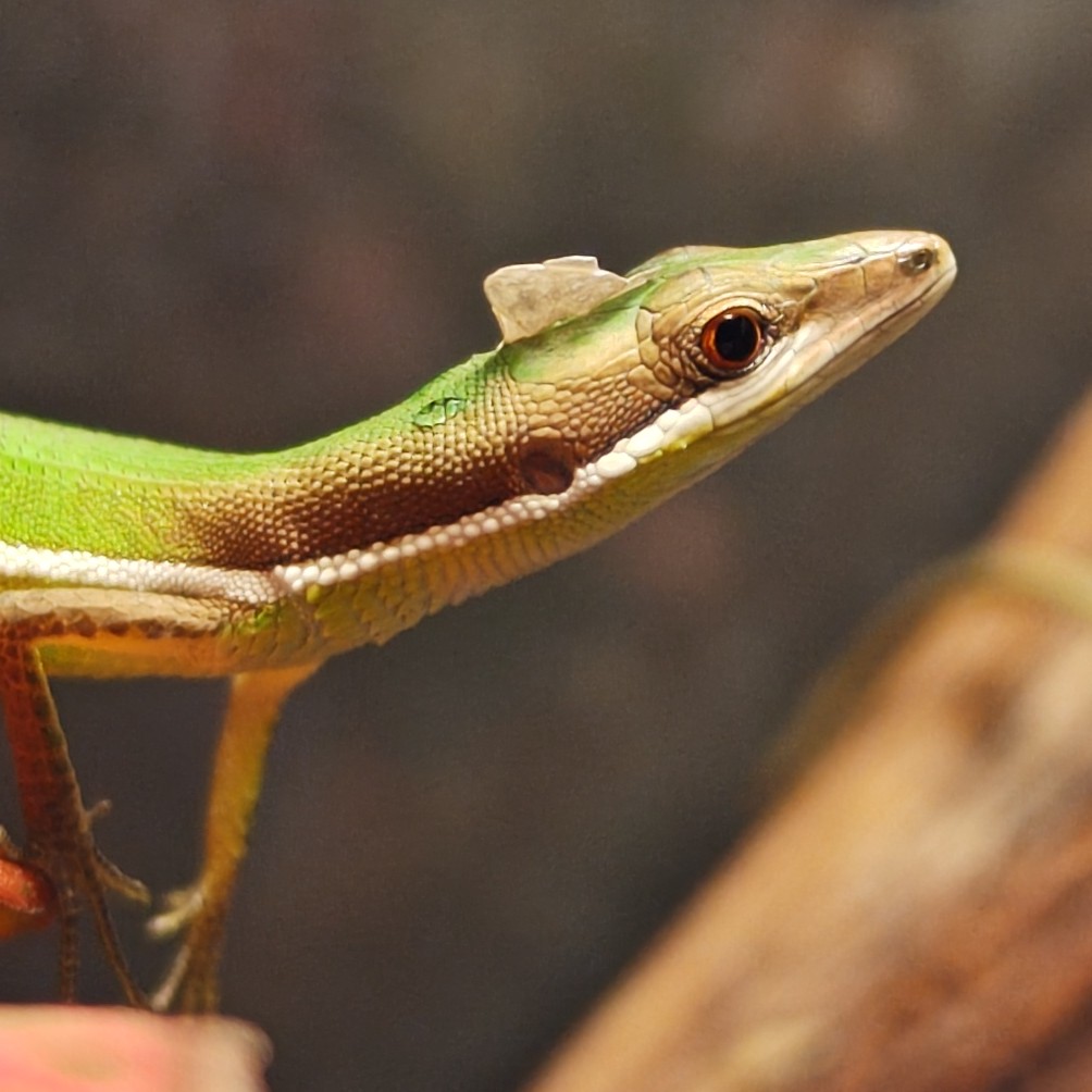 Kou_livingthing's tweet photo. 新種いた
トサカ #アオカナヘビ “奄美大島”
#takydromussmaragdinus #takydromus
#greengrasslizard #lizard #herptiles
#爬虫類 #爬虫類がいる生活
#トカゲ #トカゲのいる生活 https://t.co/KvdYVv2Q3p