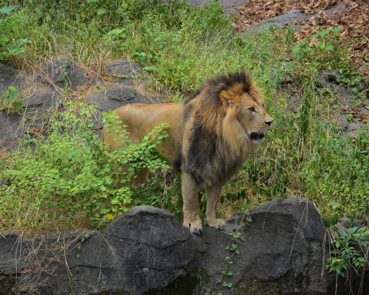 ライオン親子 Lion 'Orito's Parenting Debut！Kids Fascinated by Papa's