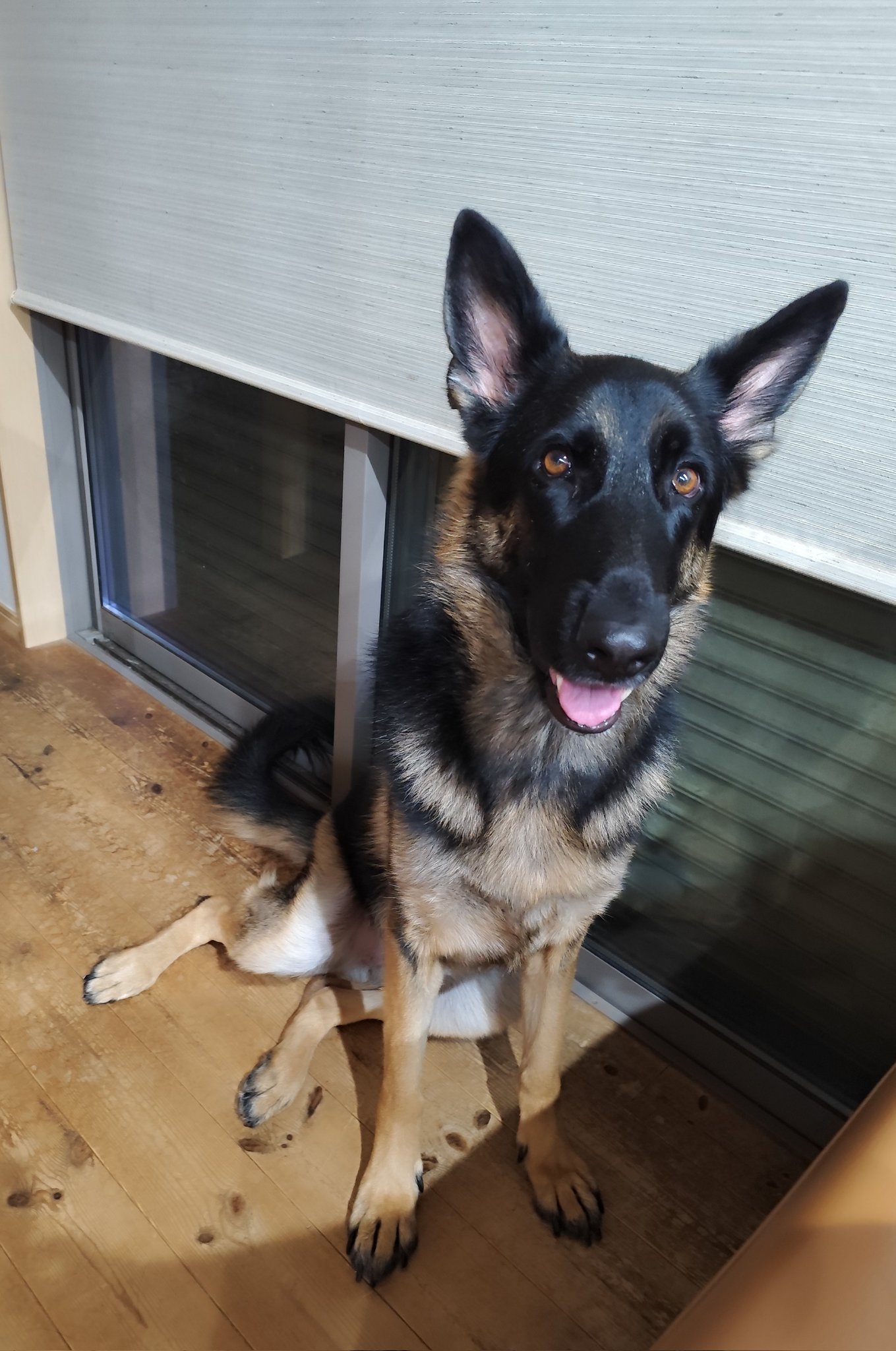 リサラーソン　ジャーマンシェパードブラック German Shepherd Dog(ジャーマンシェパード）オブジェ/Lisa