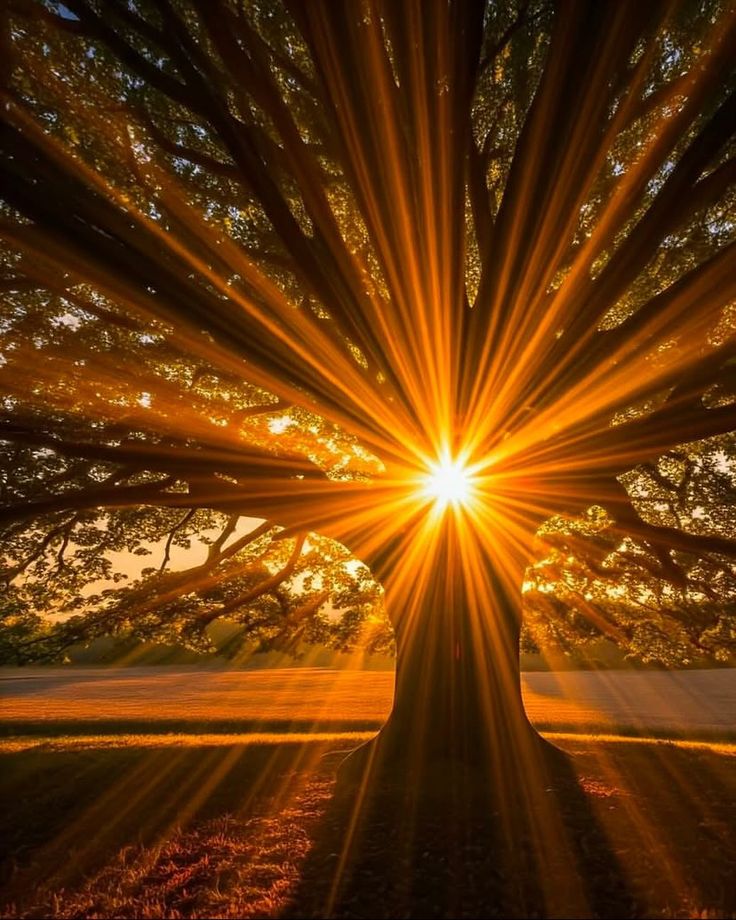 Nature Beauty (@naturebeautyh) on Twitter photo 