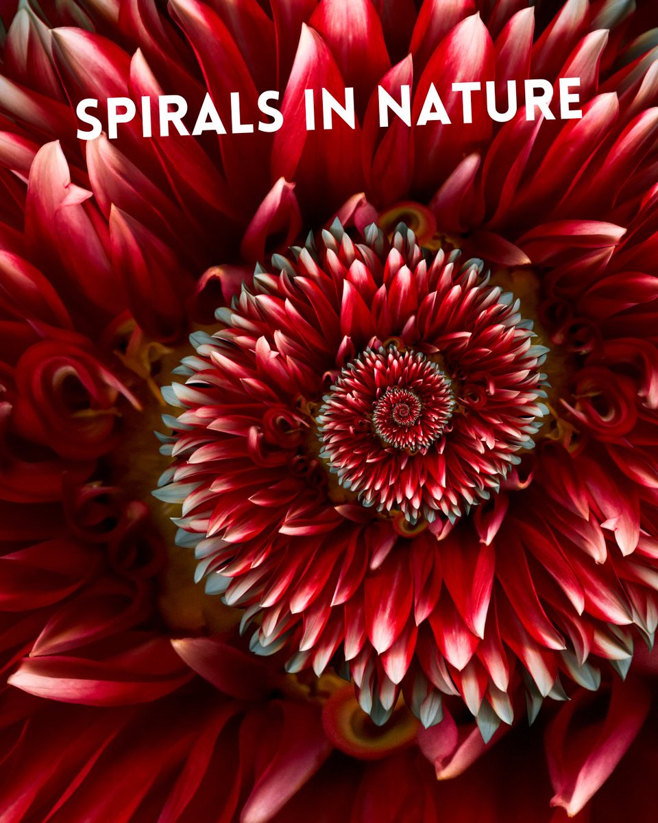 RockOpera's tweet image. From snail shells to galaxies and even our DNA, spirals appear everywhere in nature. Many follow the #Fibonacci sequence, nature’s blueprint for growth. Read our latest blog all about spirals:
rockfordsrockopera.com/spirals-in-nat…
#NaturePatterns #Biomimicry #Spirals #LostOnInfinity