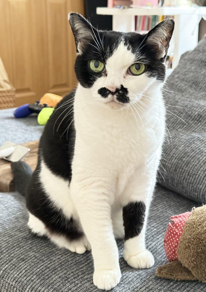 mochi@羊毛フェルト (@mochi12572090) / Posts / X