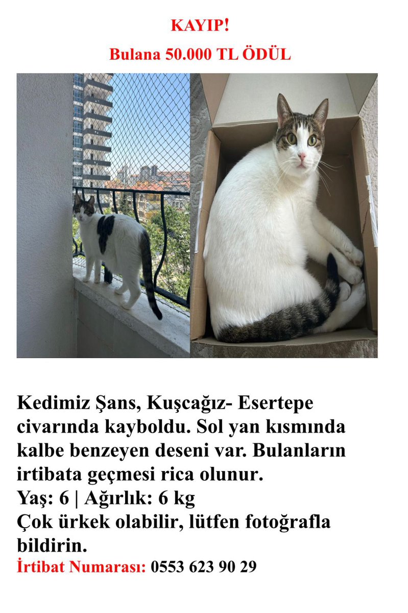 KAYIP KEDİ İLANI
Kedim Şans Ankara- Keçiören mahallesinde kayboldu ismine duyarlıdır. Sol tarafında kalp- yonca benzeri desen var. Çok korkak bir kedi sokağa alışkın değil. Gören duyan olursa lütfen 0553 623 9029 irtibat numarasına ulaşsın. Bulana nakit ödül verilecek 🙏