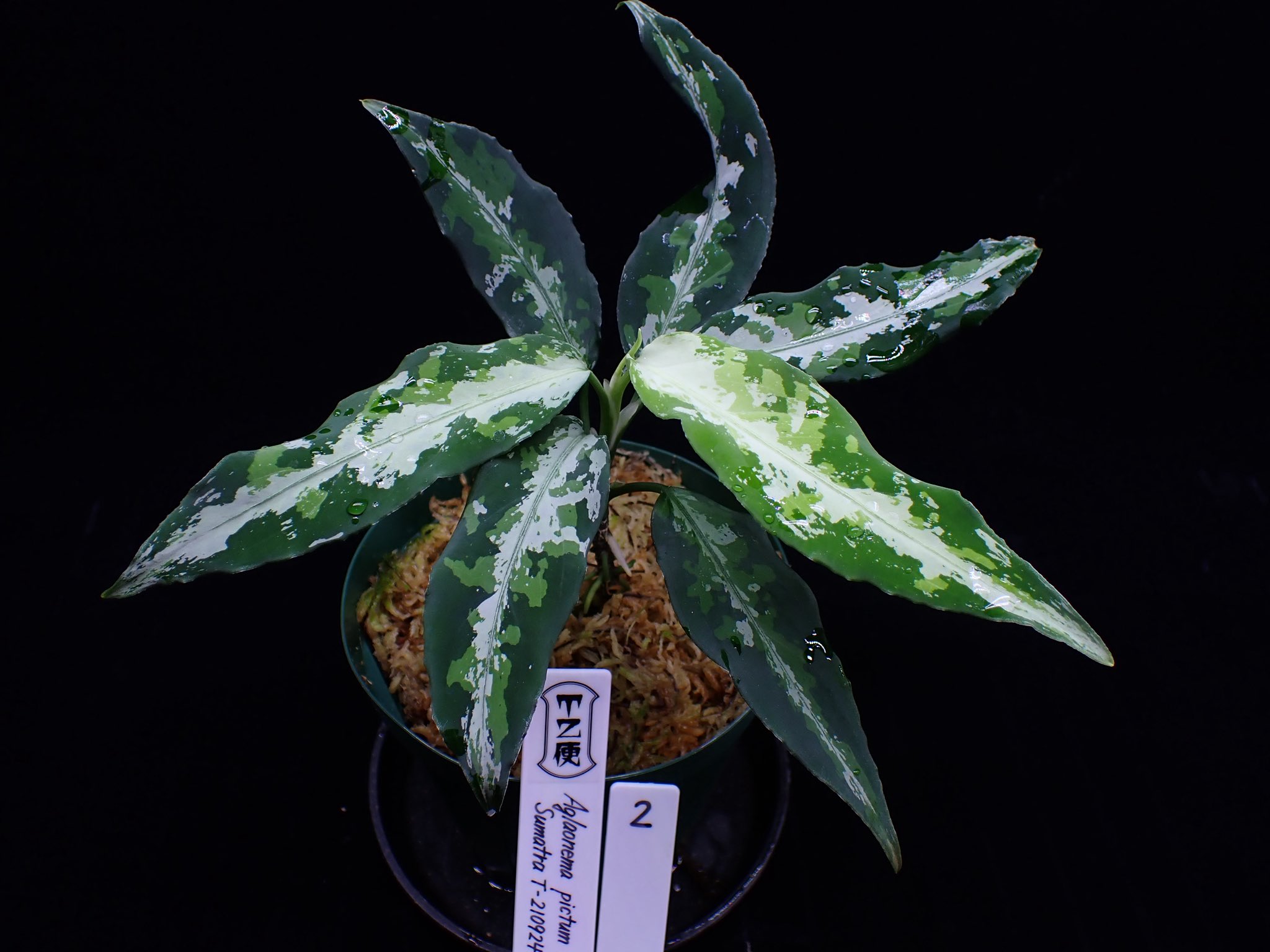 引き取り限定　植物 Pickup 全ての商品 – 植物家族