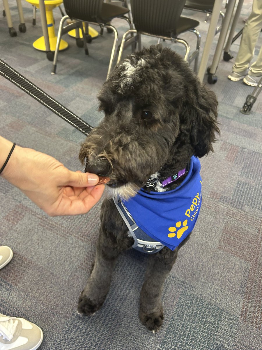RachelRippKMBC's tweet image. I’m live this morning at #Chinn #Elementary 📚📓🚌✏️ talking about their brand new facility dog, Pepper! 🐕‍🦺🦴🐾@ParkHillSchools @kmbc