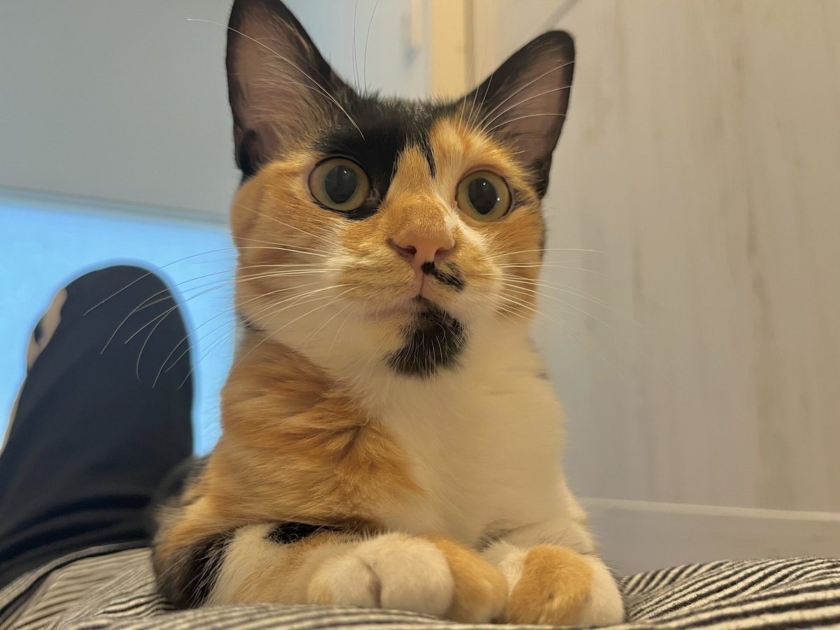 私が横になるとぐらが私の上乗って私の首をホールドしながら自分の頭を私の顔面にゴシゴシゴシ〜！ってしてくるからあまりにも苦しくて起き上がったら今度後ろから肩に飛び乗ってゴシゴシゴシ〜！ってしてくる。
これが噂の強制猫吸い……🐈