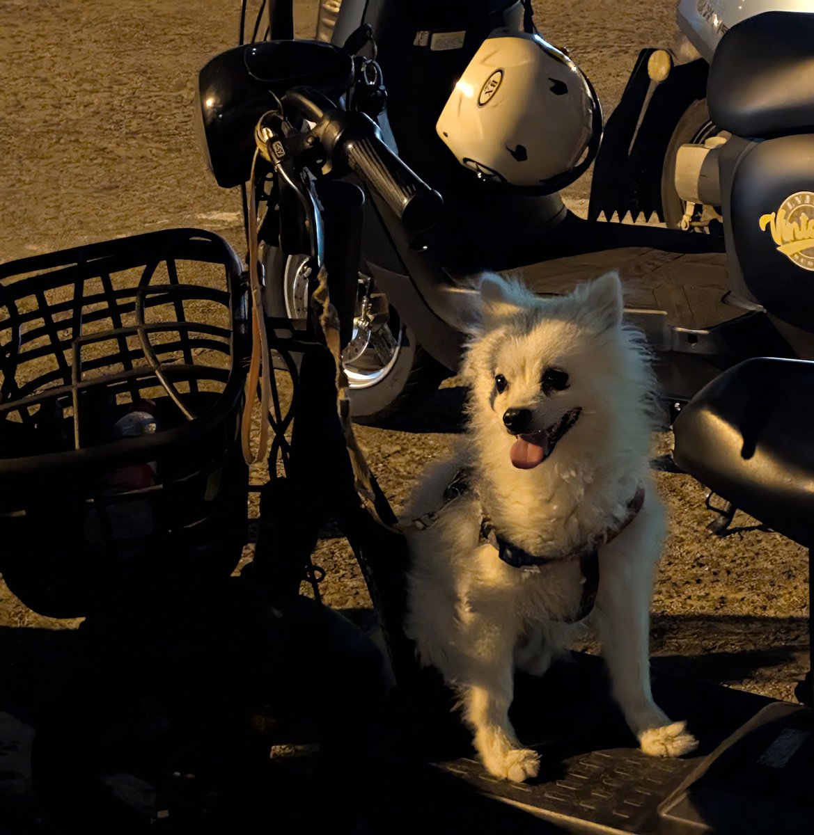 它也来接小主人。