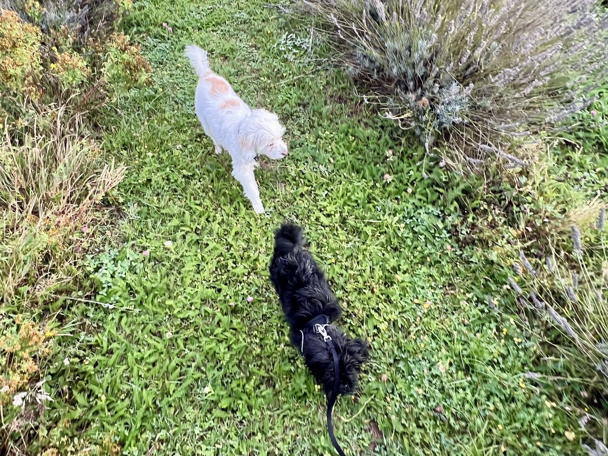 Laura Dodsworth (@barereality) on Twitter photo 🖤 Little man’s little leg is nearly better after two surgeries and he’s back on short lead walks. 7 months old and life’s beginning again 🙌 🖤 Little man’s little leg is nearly better after two surgeries and he’s back on short lead walks. 7 months old and life’s beginning again 🙌