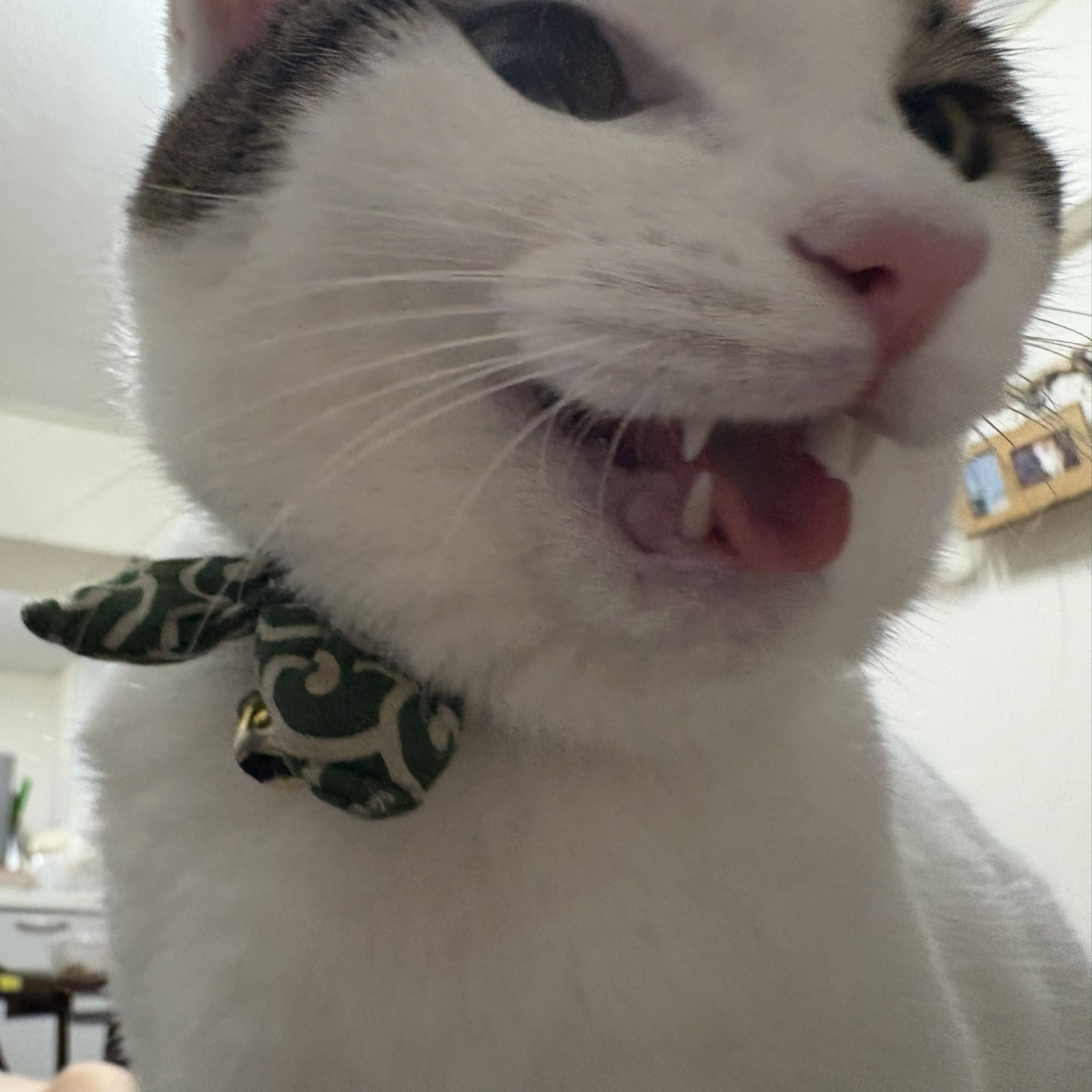 なつこページ 楽天市場】【送料無料】New PePe ニューペペ エアインスニーカー