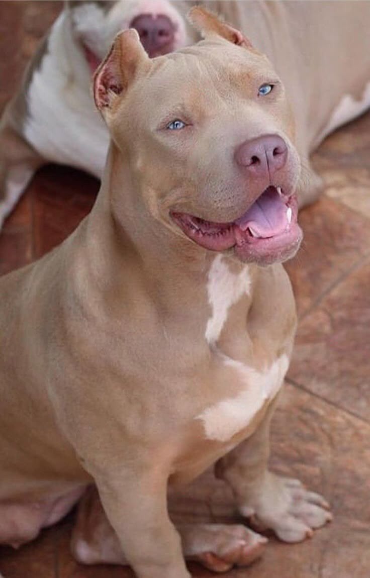 PITBULL's 🐶❤ (@amopitbulls1) on Twitter photo 