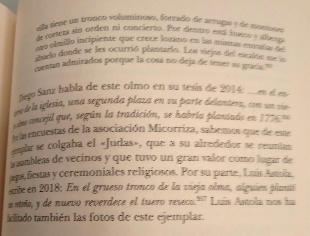 Observando el olmo de Taravilla que crece dentro del tronco de la difunta olma.

Imágenes, no muy buenas, del texto sobre este olmo del libro "Olmos, la cultura de un árbol venerable" de Ignacio Abella, la mejor guía para conocer más sobre este árbol casi sagrado en nuestro país.