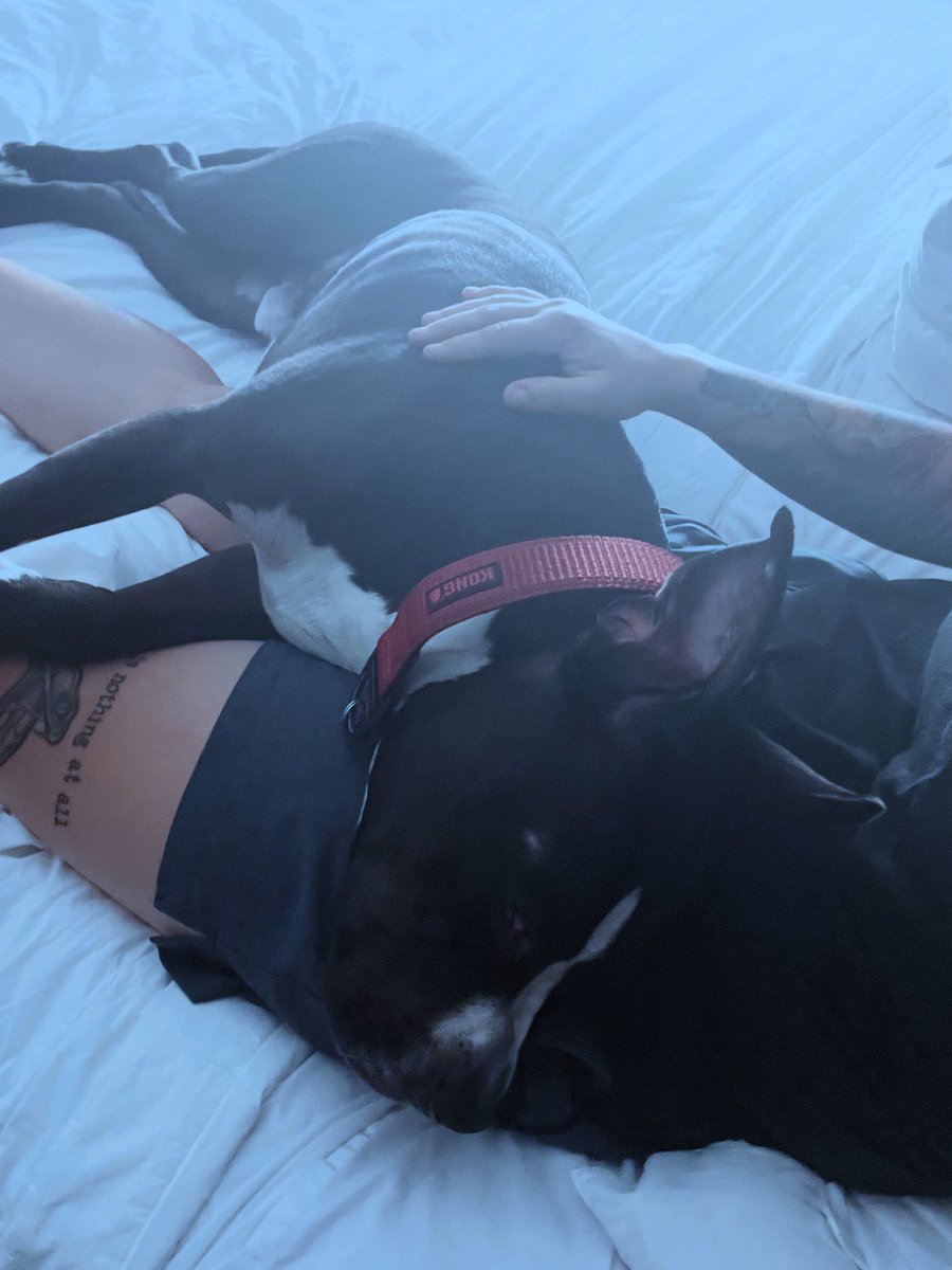 burnthetiger tweet media