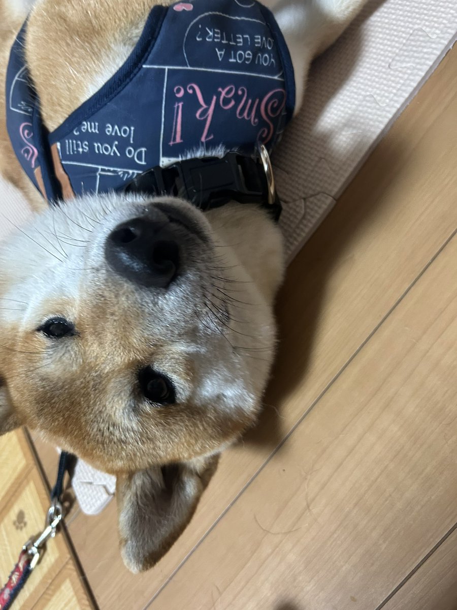 aries_0823's tweet photo. 未だ、飼い主様からのご連絡はありません。
お隣さんと協力して権利がなくなる3ヶ月間をお世話することになりました。
その後は、近々考える予定です。
去勢がまだですが、お座りなどのしつけはできます。
散歩はｽﾞｲｽﾞｲ行くし、好奇心旺盛なので恐らくですが、生後半年〜1年以内かと思います。 https://t.co/XF1xNMAhXn
