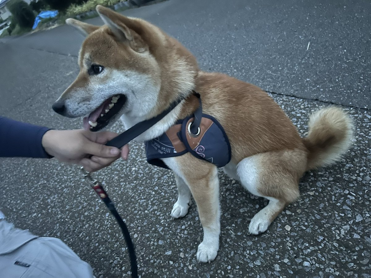 aries_0823's tweet photo. 未だ、飼い主様からのご連絡はありません。
お隣さんと協力して権利がなくなる3ヶ月間をお世話することになりました。
その後は、近々考える予定です。
去勢がまだですが、お座りなどのしつけはできます。
散歩はｽﾞｲｽﾞｲ行くし、好奇心旺盛なので恐らくですが、生後半年〜1年以内かと思います。 https://t.co/XF1xNMAhXn