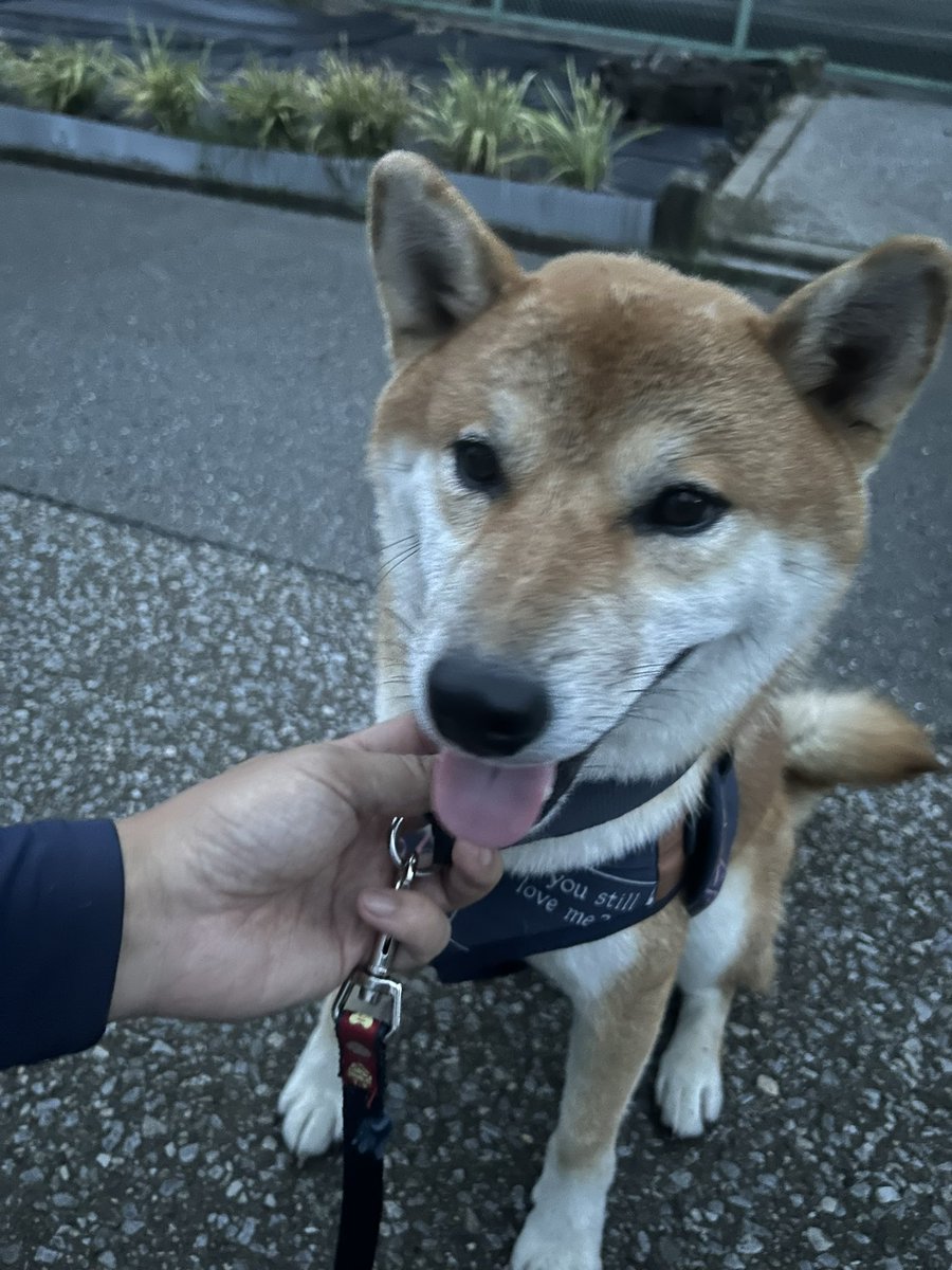 aries_0823's tweet photo. 未だ、飼い主様からのご連絡はありません。
お隣さんと協力して権利がなくなる3ヶ月間をお世話することになりました。
その後は、近々考える予定です。
去勢がまだですが、お座りなどのしつけはできます。
散歩はｽﾞｲｽﾞｲ行くし、好奇心旺盛なので恐らくですが、生後半年〜1年以内かと思います。 https://t.co/XF1xNMAhXn