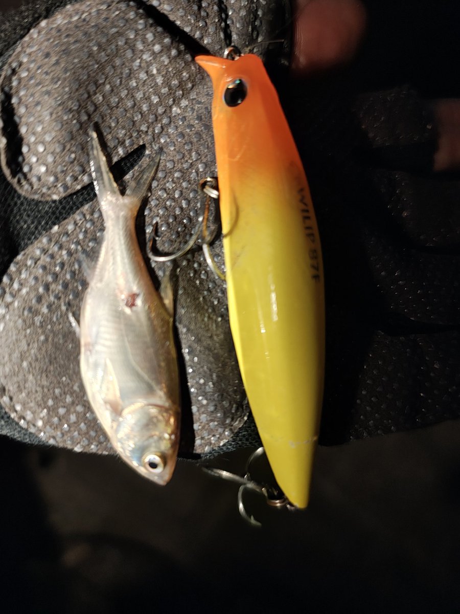 iisaosan's tweet photo. ふらっと深夜徘徊していると、無数の小型ベイトにボイルするシーンに直面♪
引掛かってきたベイトは5cm前後のハクレンの稚魚。
この展開は自身初だったので、遊ばせて頂きました🤤
#POPSEACREW
#PSC
#officialcrew
#PR
#RECTER71F
#officialcrew
#利根川水系
#利根川シーバス https://t.co/rL8h3tx0Tt