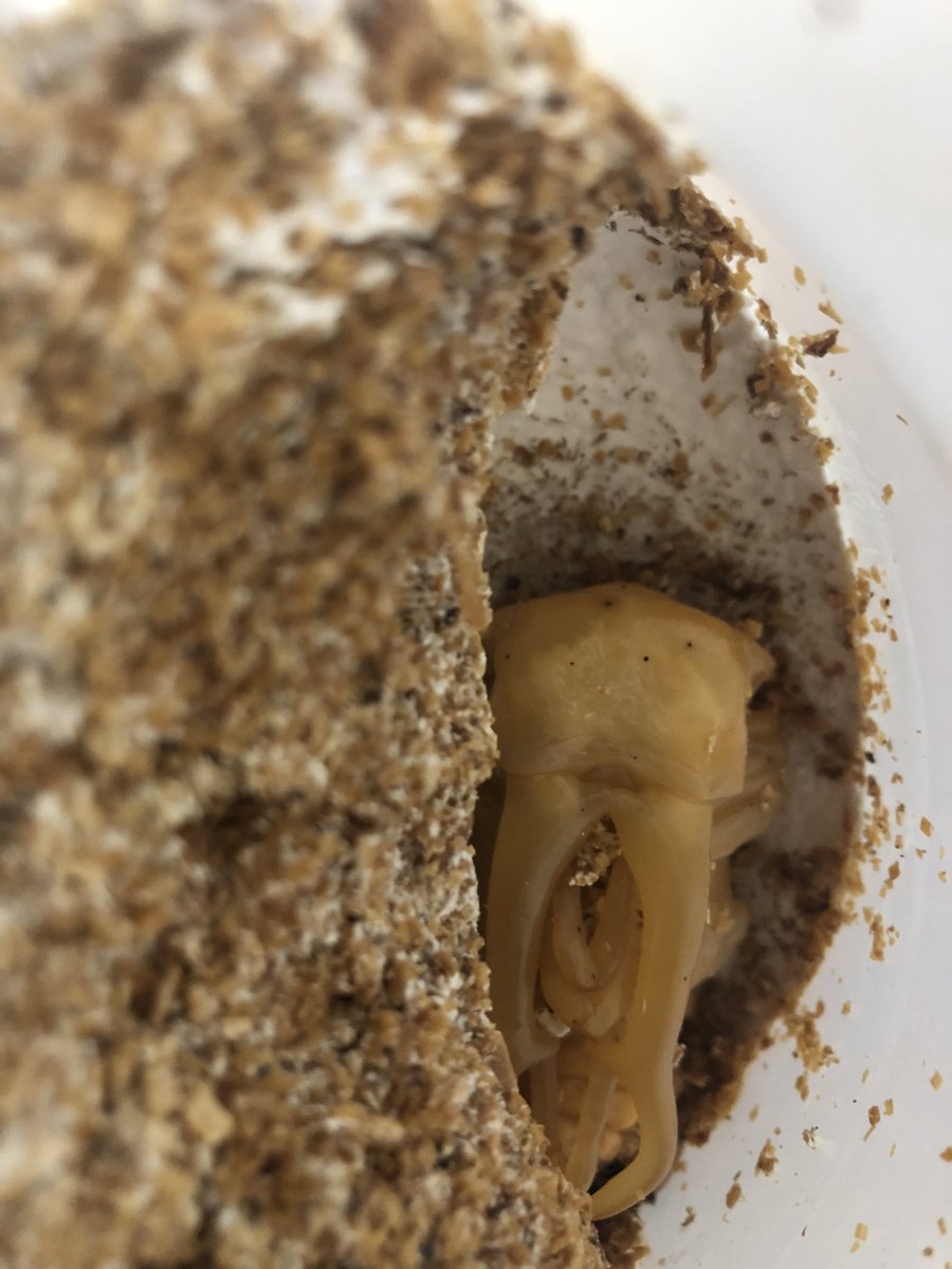 メスばかりだったけどようやくオスも😊
サイズはそんなに大きくないけど形は良さそう👍
完品お願いします🙏