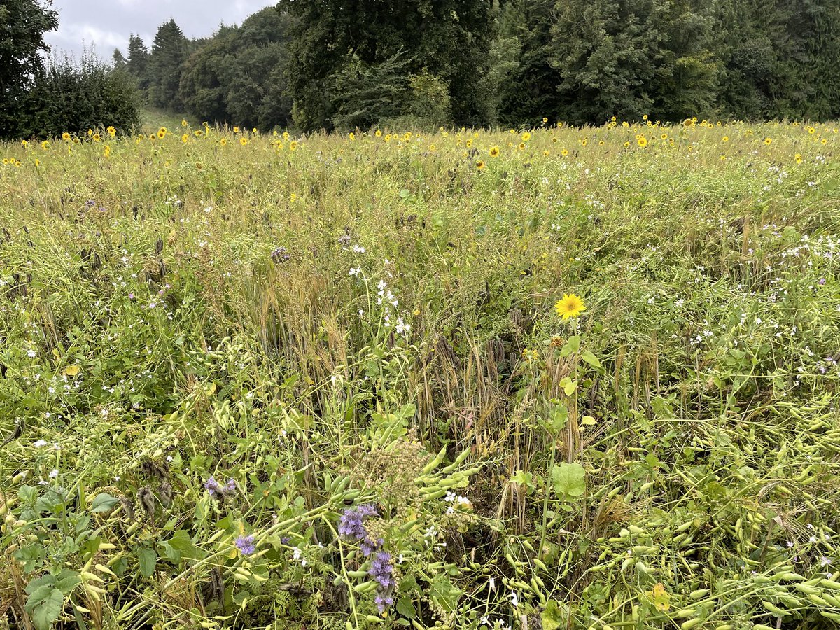 Compacted soil that needs subsoiling…or leave?
Fine grained sandy loam soils over Bridport Sands. 
An interesting field with wild bird seed mix. Abundant earthworms creating casts and burrows in the subsoil after 4 years.  #soilrecovery. A pleasure to see <a href="/olblackburn/">Ollie Blackburn</a>