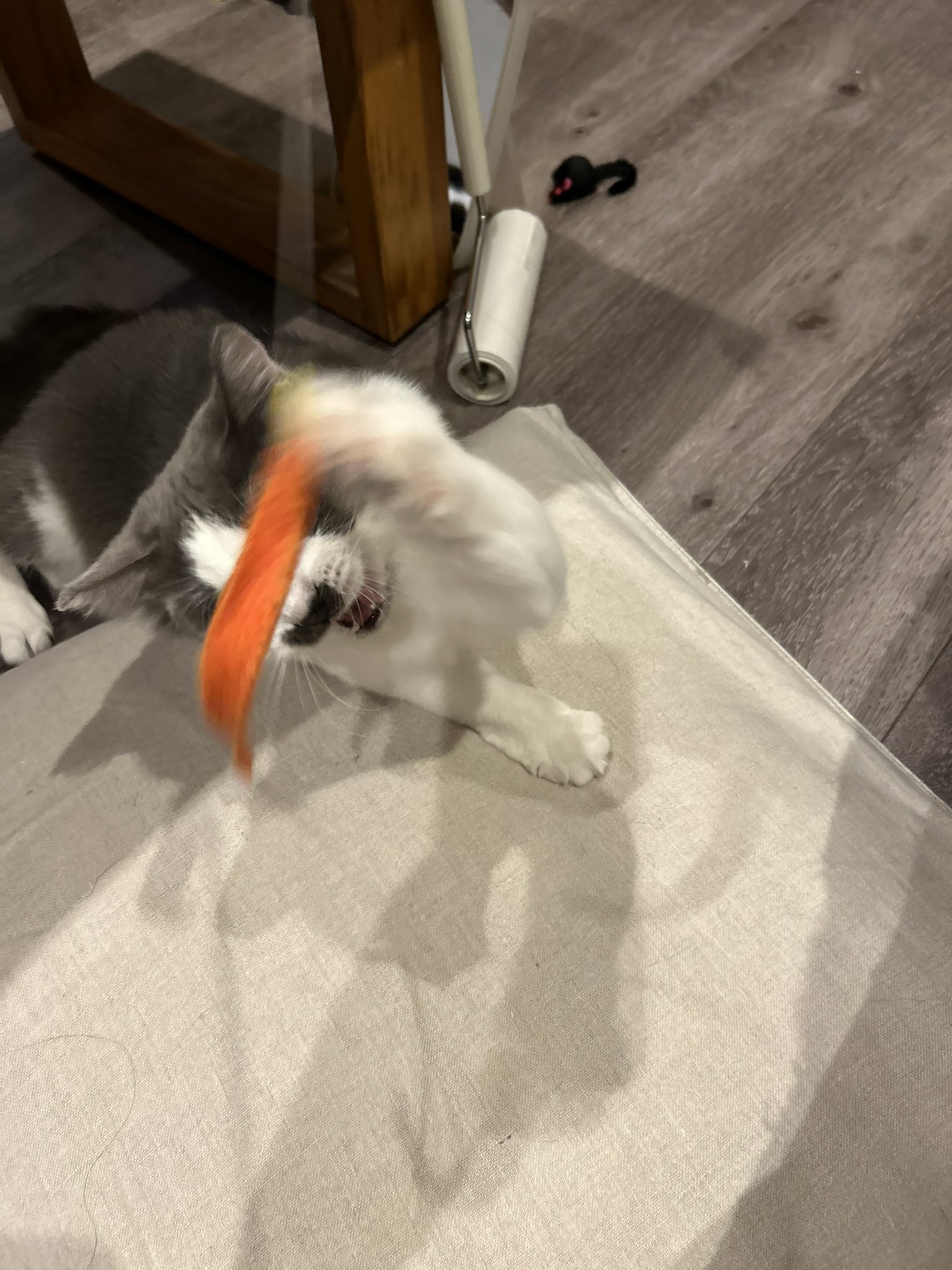 Neko娘⭐︎断捨離中　チェア 新しいお椅子を買いました！ねこが1番使うまでがお約束