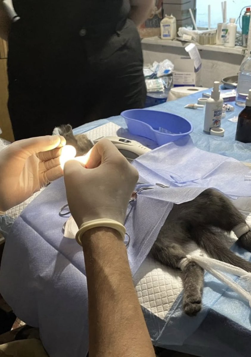 Hospitails have returned from another mission! 
The medics came to provide urgent care for animals in need. 
Support the Hospitails, as the mission leader with the callsign “Zhovtyi” says: “We and our patients will be very grateful to you!”
Read more hospitallers.org.uk/post/hospitail…