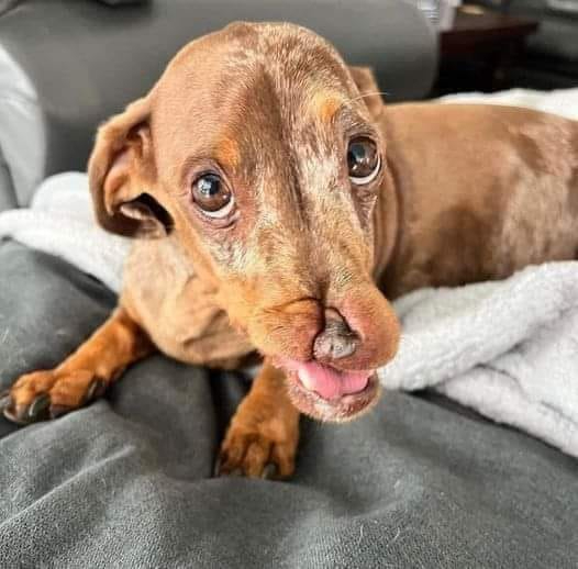 𝕏 Dogs tweet media