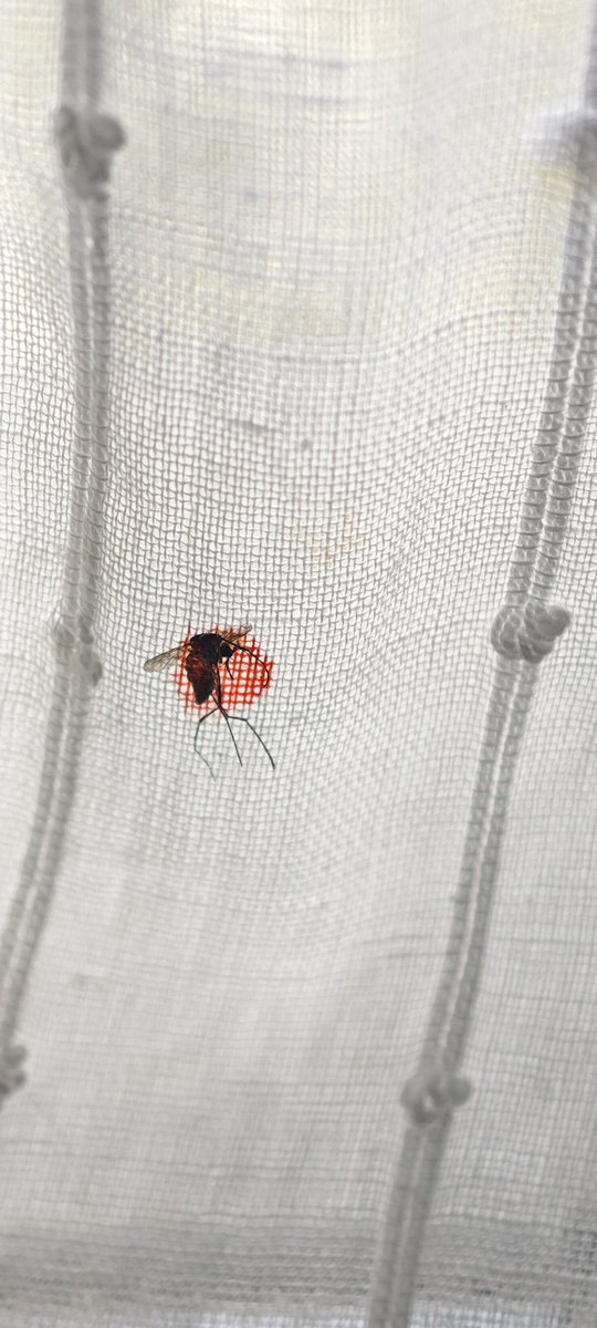 MissPeguitos's tweet photo. Holi @Mosquito_Alert 
Aquí la amiga me ha dejado 2 picaduras enormes, la última ha sido hace nada y ha sido su último almuerzo. 
Viva he visto claramente que era un mosquito tigre, espachurrada la IA de vuestra App no lo tiene claro. En caso de serlo, ¿algo especial a hacer? https://t.co/llf4pwoV2r