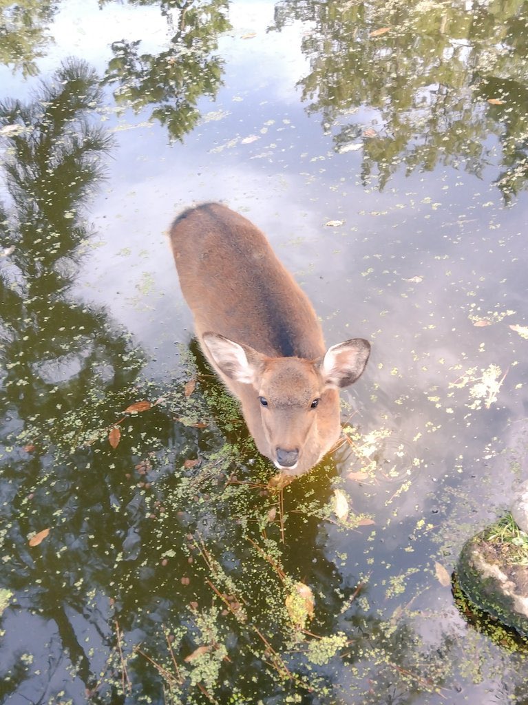 look  at  this  STUPID  fish