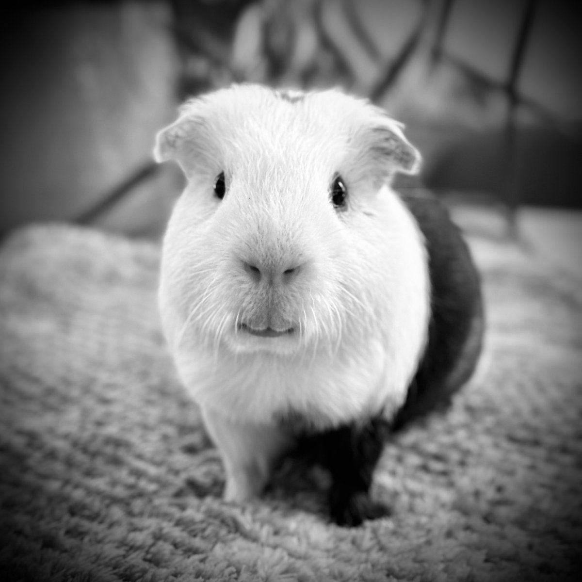 𝐒𝐄𝐁 tweet media