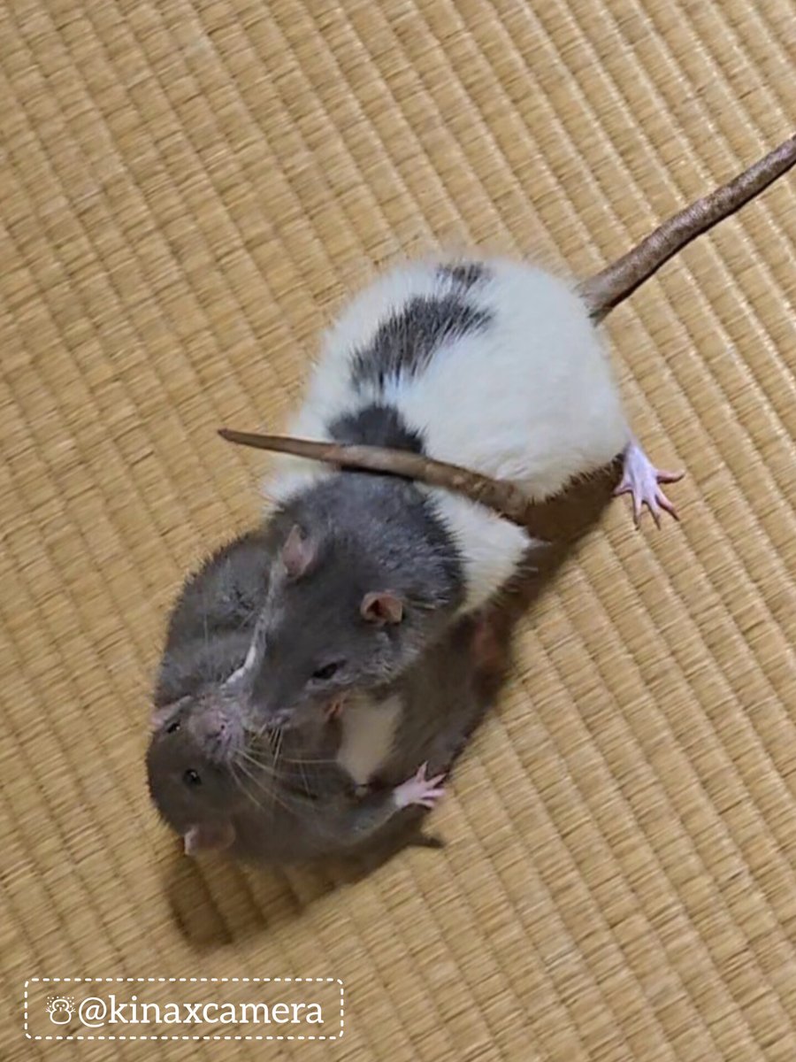 まきつくこうげき初めて見たわ
I saw a wrap-around attack for the first time.