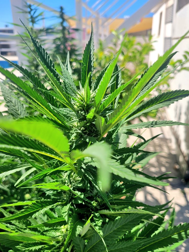 Sophie_MJ's tweet image. APPLE FRITER🍎
@KannabiaSeeds 
El mágico poder de la semilla me fascina. 🌱
Esas raíces oscuras que no vemos,  ese corazón que bombea el agua a todo el árbol.🤍
El aprendizaje más grande que tenemos está en la Naturaleza.✨️
Escucha siempre a tu espíritu. 🙏🏼