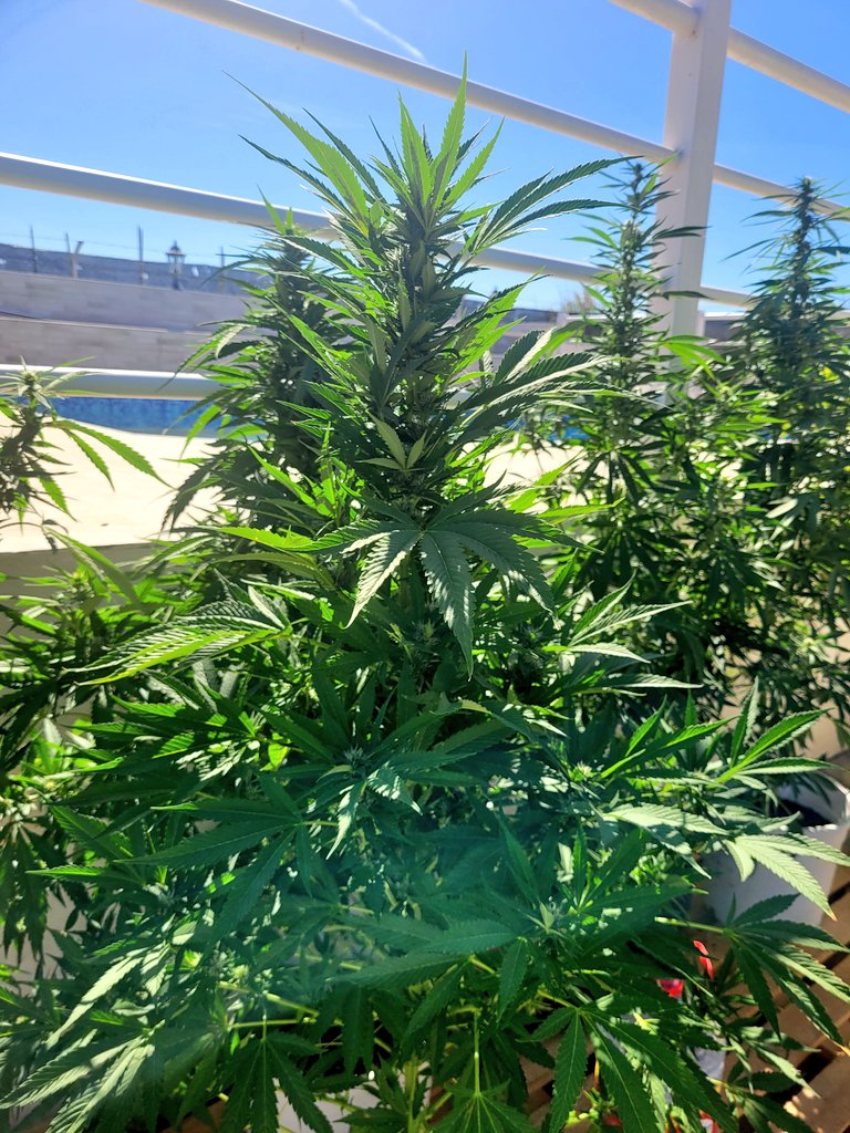 Sophie_MJ's tweet image. APPLE FRITER🍎
@KannabiaSeeds 
El mágico poder de la semilla me fascina. 🌱
Esas raíces oscuras que no vemos,  ese corazón que bombea el agua a todo el árbol.🤍
El aprendizaje más grande que tenemos está en la Naturaleza.✨️
Escucha siempre a tu espíritu. 🙏🏼