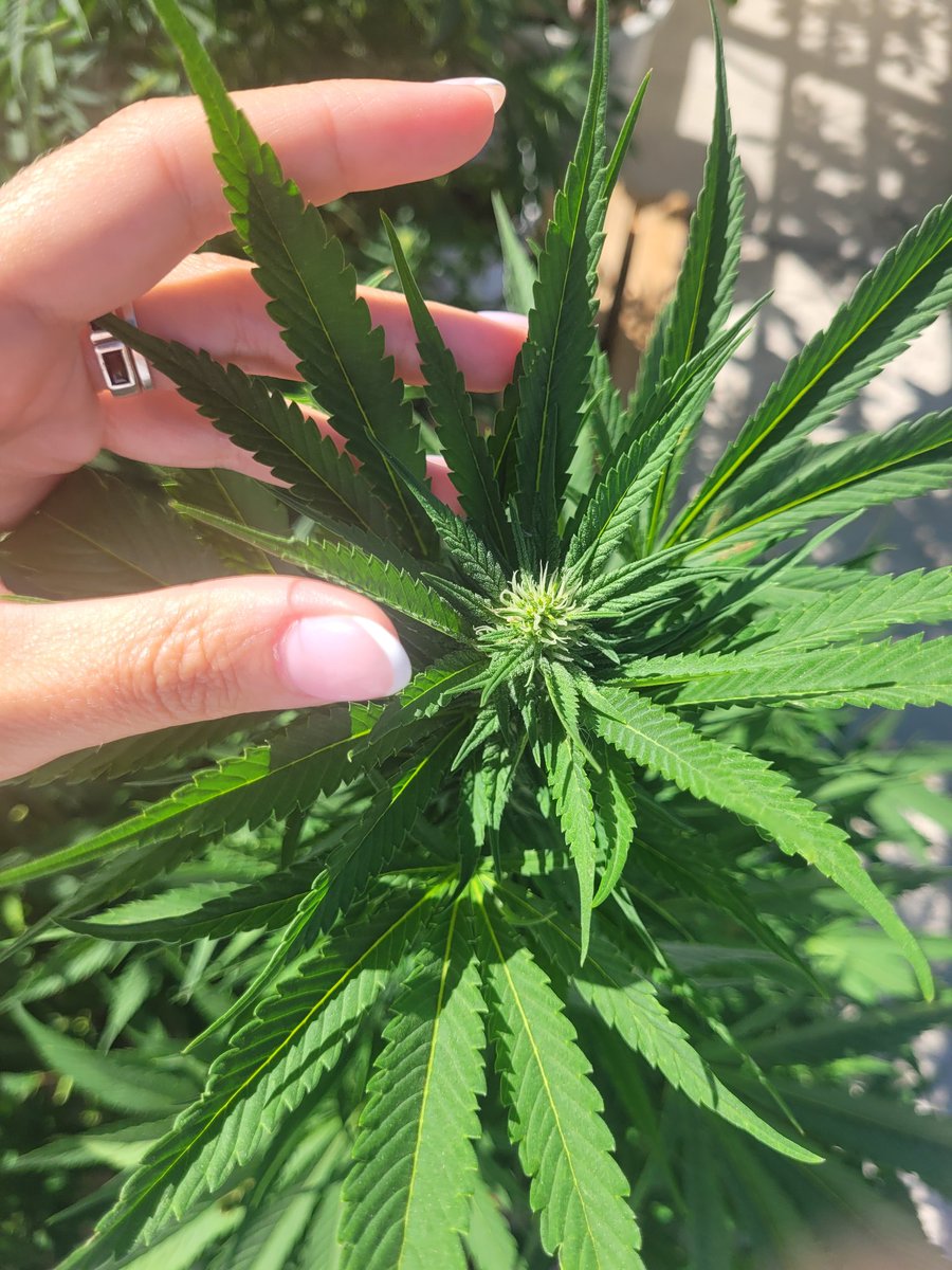 Sophie_MJ's tweet image. APPLE FRITER🍎
@KannabiaSeeds 
El mágico poder de la semilla me fascina. 🌱
Esas raíces oscuras que no vemos,  ese corazón que bombea el agua a todo el árbol.🤍
El aprendizaje más grande que tenemos está en la Naturaleza.✨️
Escucha siempre a tu espíritu. 🙏🏼