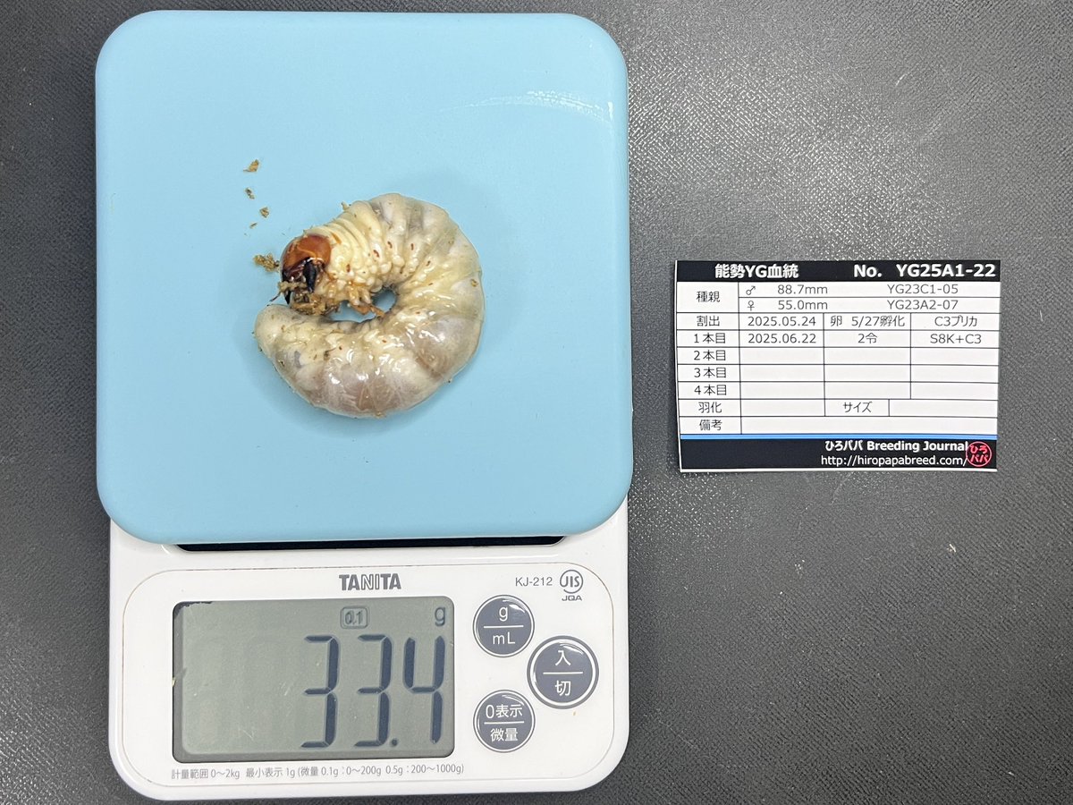 ひろとんパパさま専用⭐︎ ひろパパ on X: 