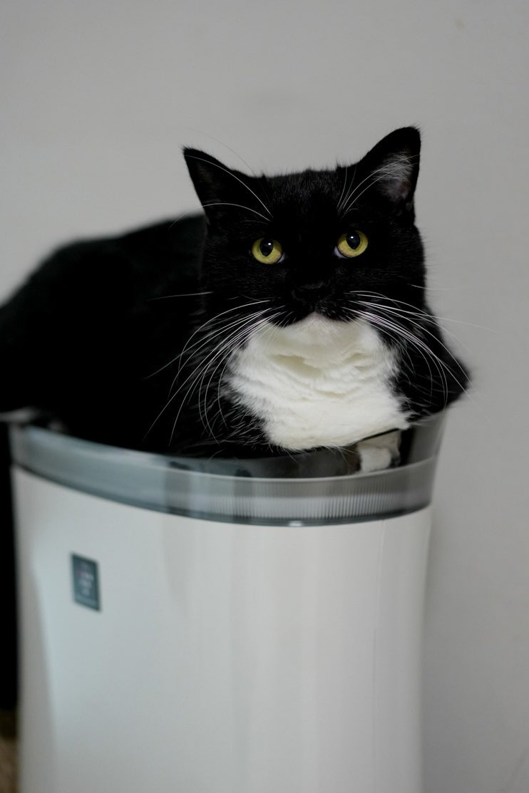 Air purifier? No, Uni’s throne :3