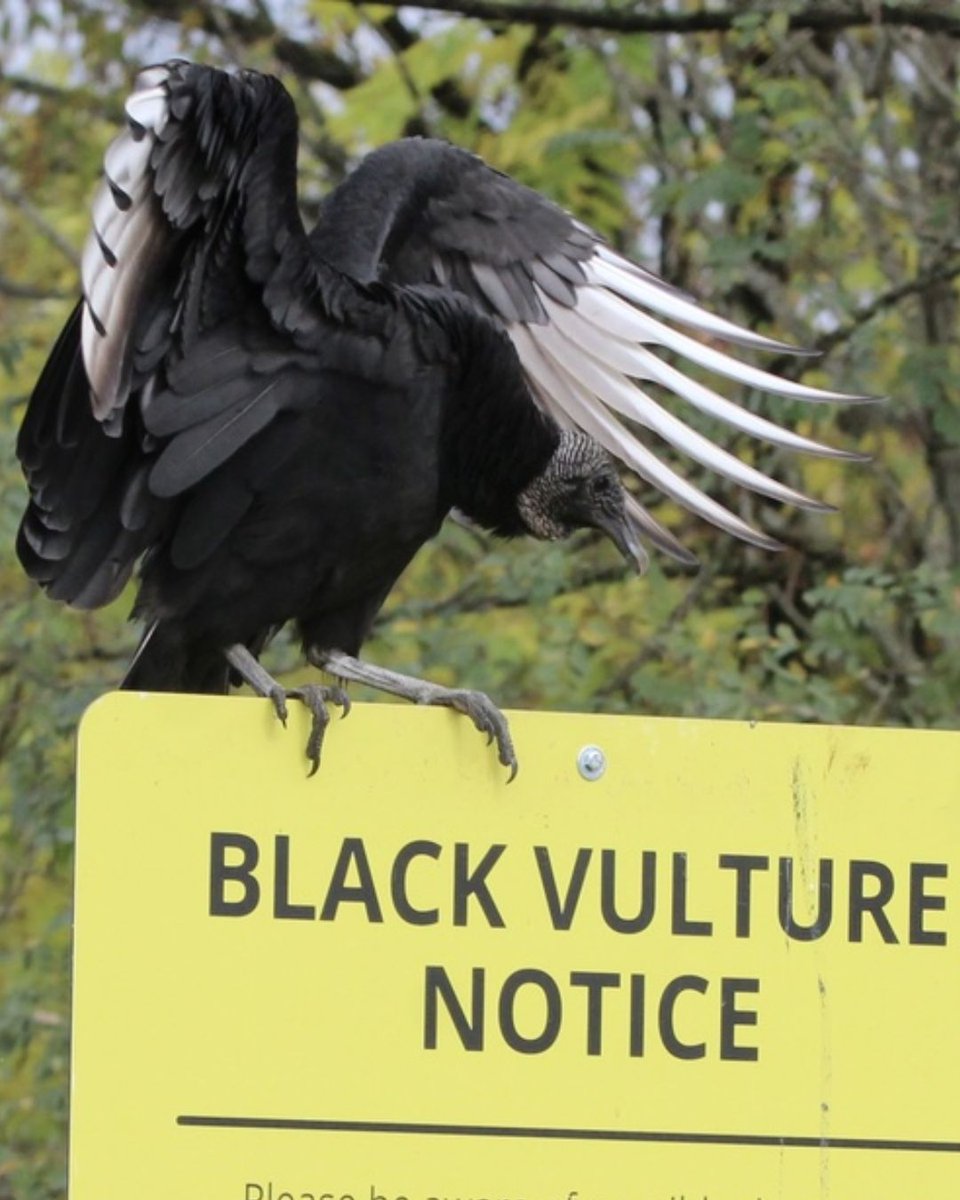 iNaturalist tweet media