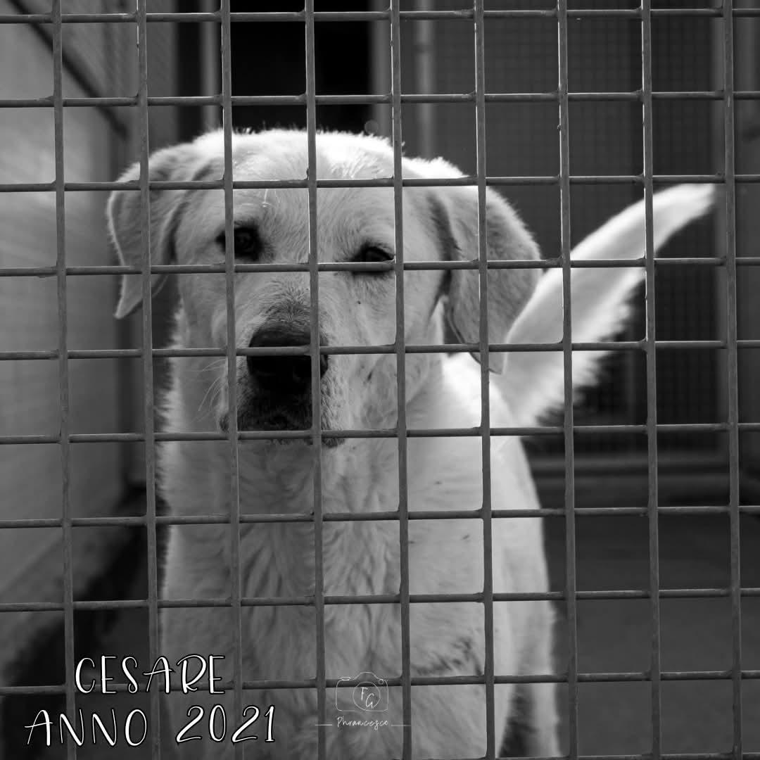 4zampeinvolo's tweet image. 🐾🏡 CESARE cerca casa– 4 anni di dolcezza dimenticata 💗🐾

Da cucciolo è stato abbandonato con i suoi fratellini, ma mentre loro hanno trovato casa… lui no. Da 4 lunghissimi anni, Cesare aspetta in silenzio dietro le grate di un rifugio. Nessuno ha mai chiesto di lui. Nessuno…