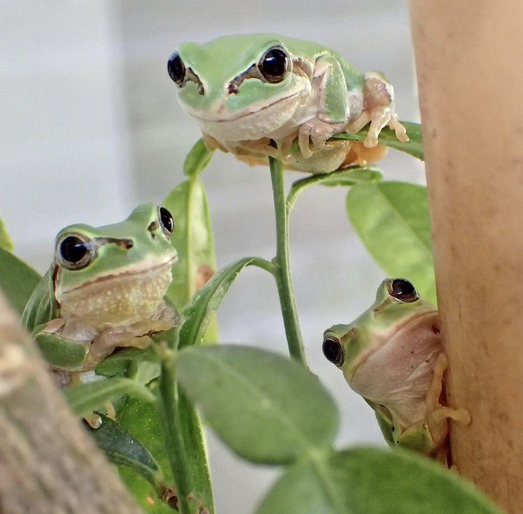 The Frog Pond (@thefrogpond_) on Twitter photo 